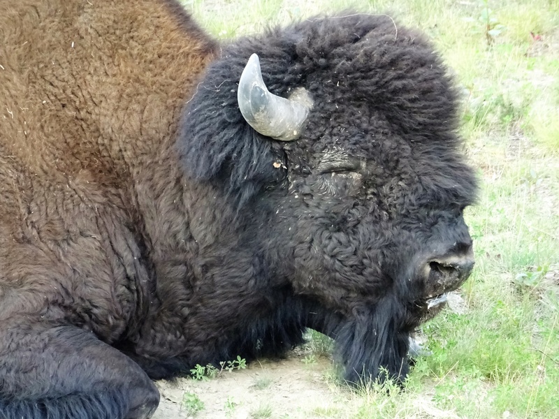 HIGHWAY 87 : Buffalos, Ours noirs, Stone Sheep... Dsc07623