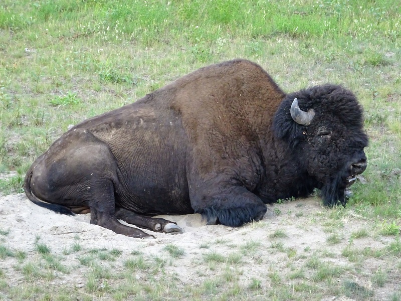 HIGHWAY 87 : Buffalos, Ours noirs, Stone Sheep... Dsc07624