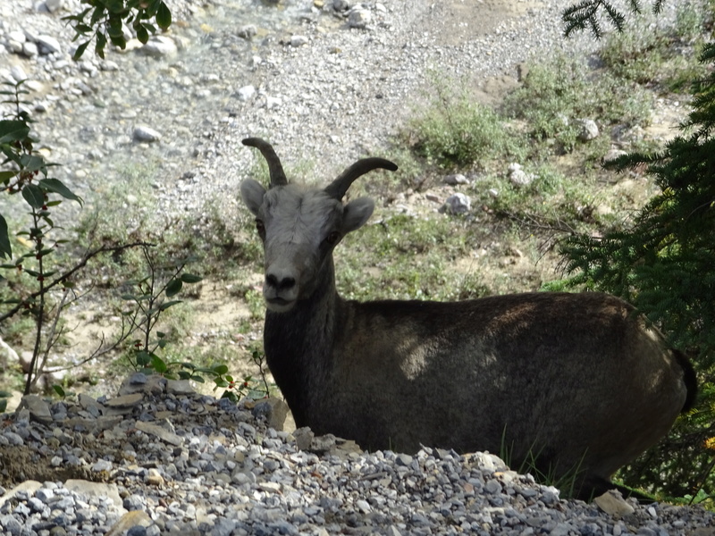 HIGHWAY 87 : Buffalos, Ours noirs, Stone Sheep... Dsc07721
