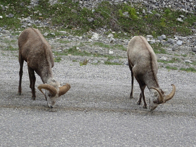 HIGHWAY 87 : Buffalos, Ours noirs, Stone Sheep... Dsc07722