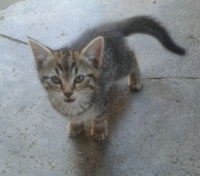 urgent: SOS jeune chatte angora 20160716