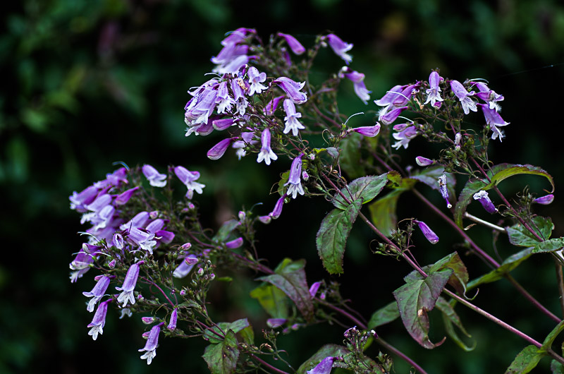Les Penstemons Penste10