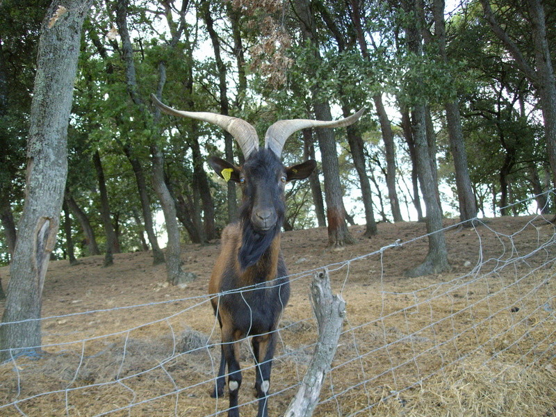Salut les amis !!!! - Page 6 Bouc_a11