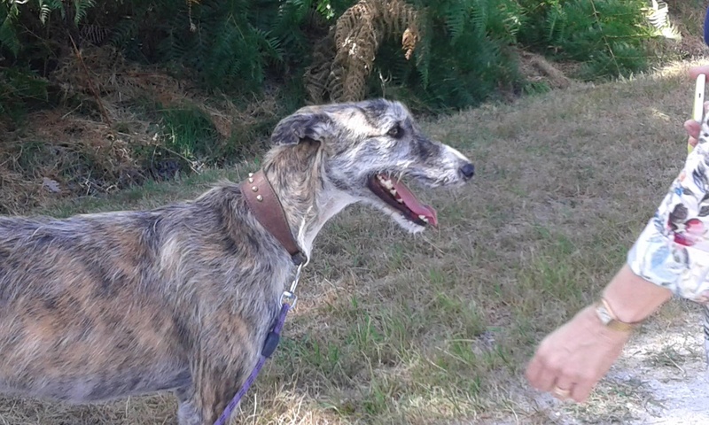 ROCO galgo barbudo de 2 ans et demi  Roco  Adopté  A_roco18