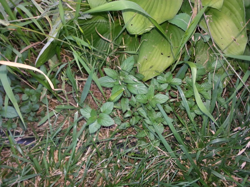 Mint Plant 20160628