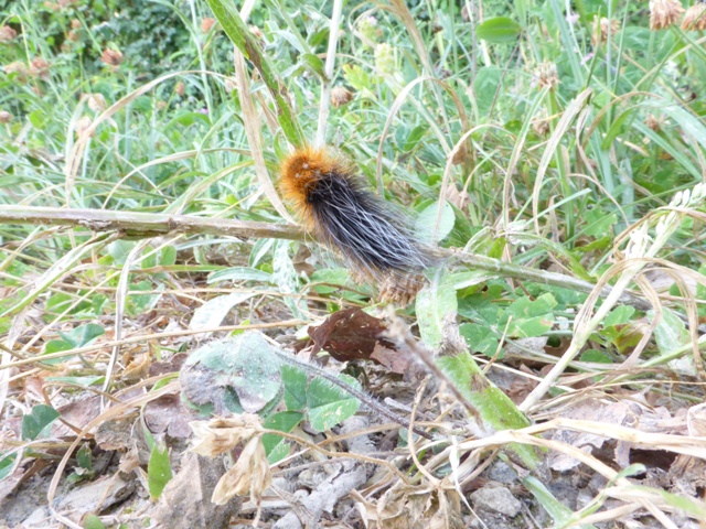 des bestioles sympathiques P1000214