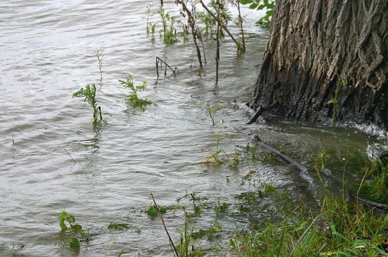 Kleiner Rheinbummel am 21.06.16 in Königswinter 2a11