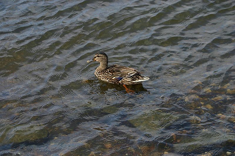 Kleiner Rheinbummel am 05.08.16 in Mondorf Img_4514