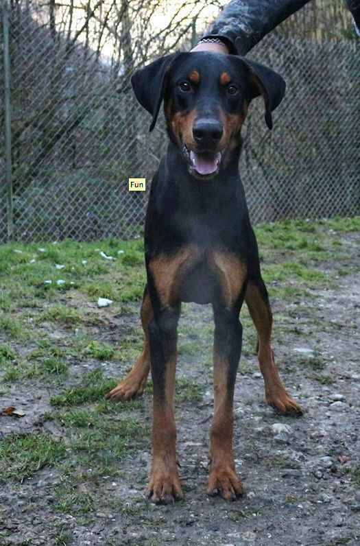 Fun mâle croisé beauceron né en 2012 Captur11