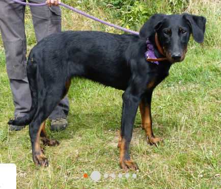 Miss femelle chiot beauceron née le 25 janvier 2016 8 mois  Captur41