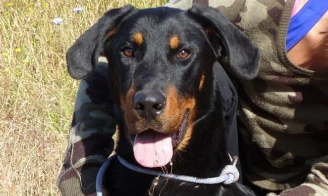 Loni chiot beauceron de 9 mois né en octobre 2015 Chien-21