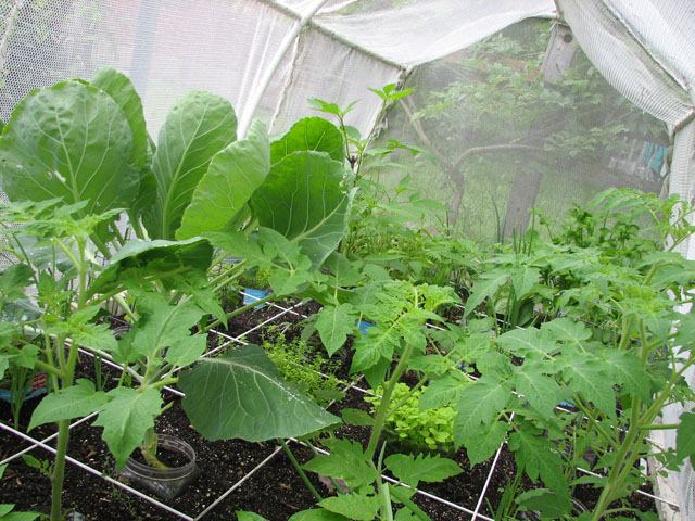 shade cloth - Heat wave and shade screen Fri_ju10