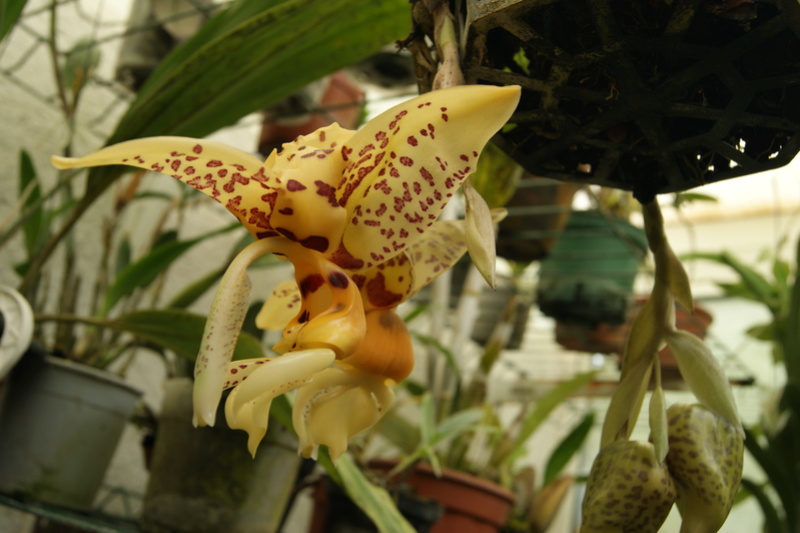 Stanhopea embreii Dsc06110