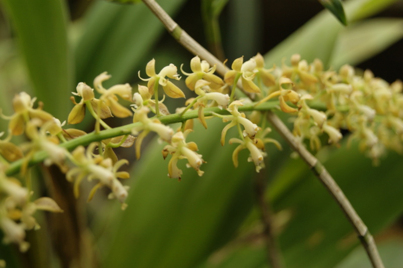 Epidendrum  cylindrostachys Dsc06114