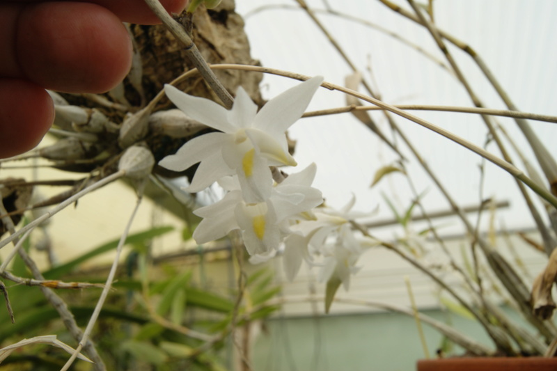 Dendrobium à identifier  Dsc06121