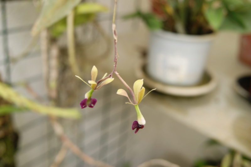 Epidendrum antonense  Dsc06122