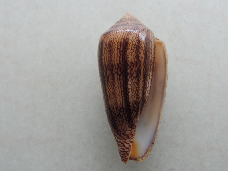 Conus (Cylinder) textile cholmondeleyi Melvill, 1900 voir Conus (Cylinder) textile Linnaeus, 1758 Dscn8017