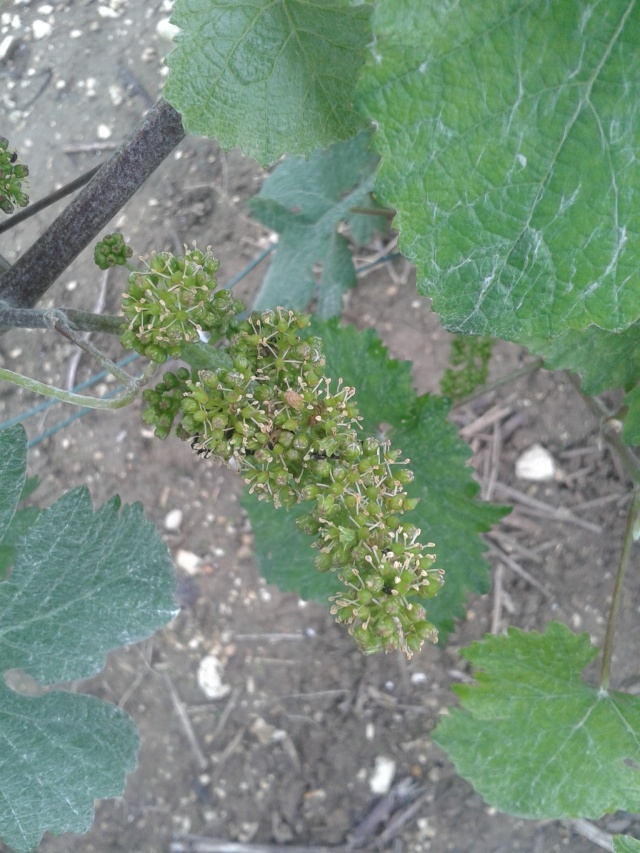 point sur les vignes 20160613