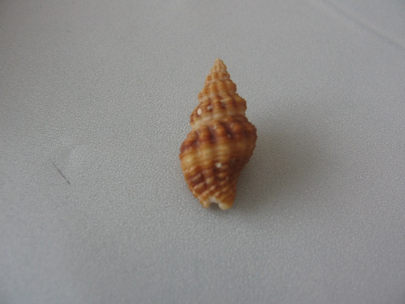 Pisaniidae Aplus dorbignyi (Payraudeau, 1826)  Pollia12