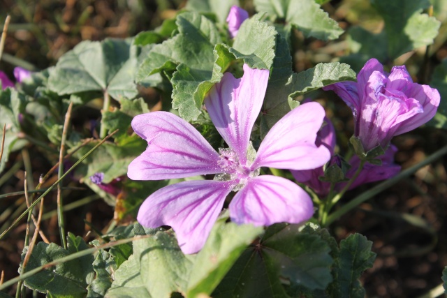 Pour l'amour des fleurs Img_0312