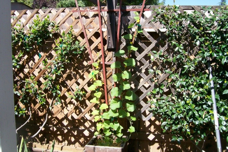 how much trellis for melons? Cantel10