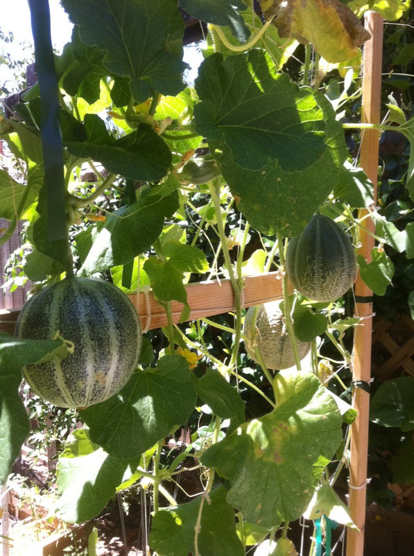 Slings for cantaloupes? Cantel11