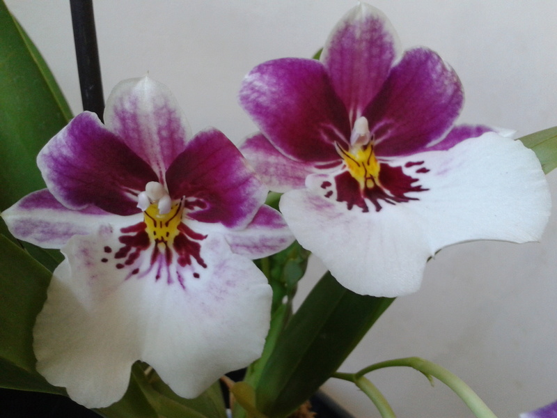 Miltoniopsis 2016-129