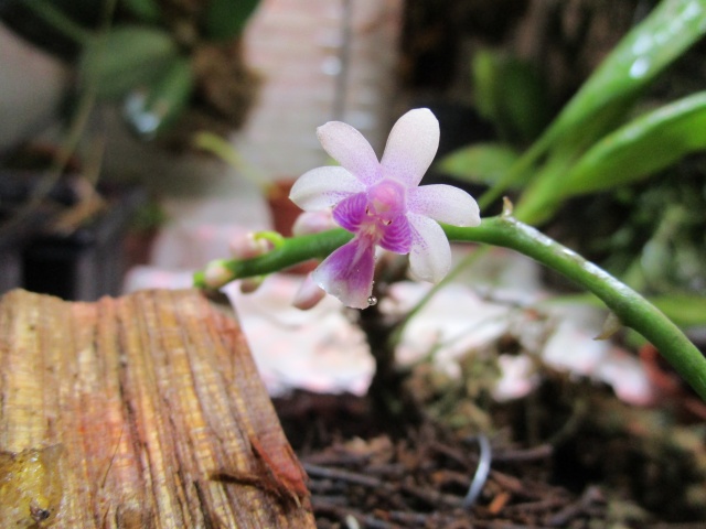 L'orchidarium de Kiwano Img_2111