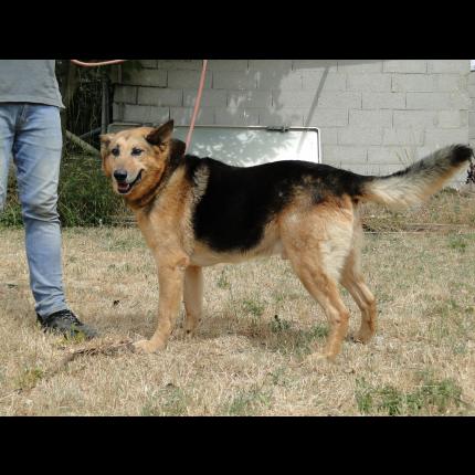 (maîtres retrouvés)trouvé mâle berger allemand (urgence fourrière) noir feu 25/6/13 BRIGNOLES 83 68664_10