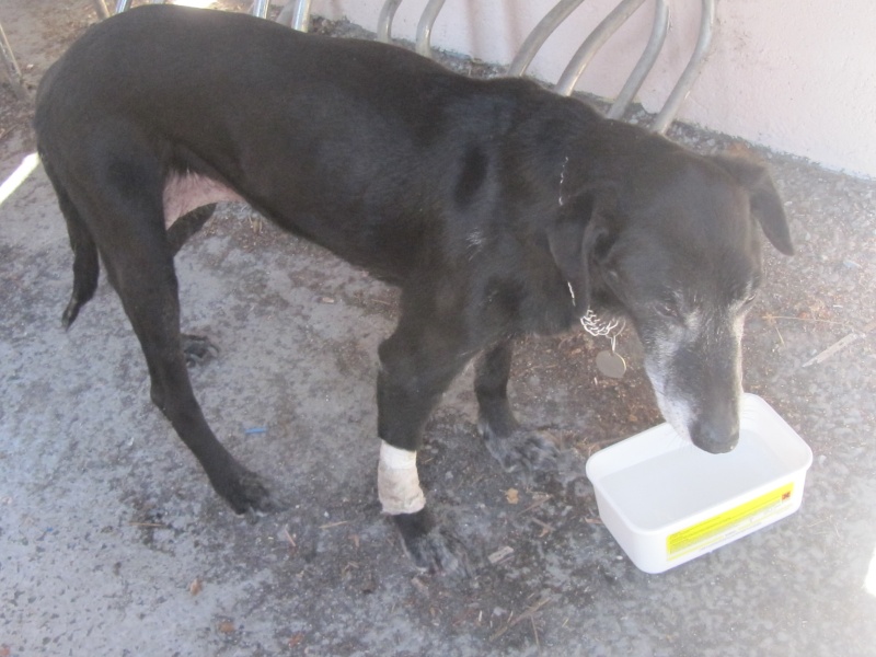 (résolu) trouvé IRIS  chienne noire agée tatouée 25/7/13 ANNOT 04 Img_5010