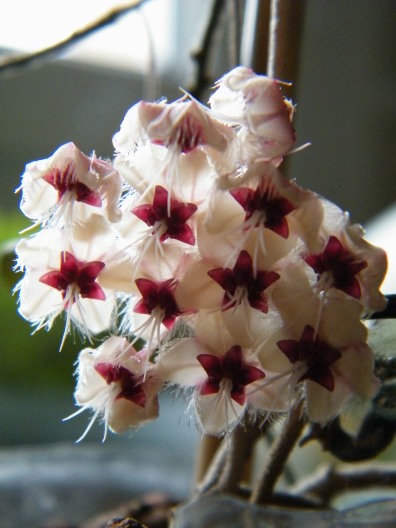 Hoya flagellata Dscf7220