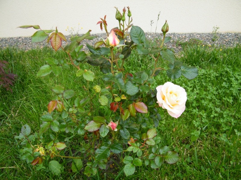 Mon jardin au commencement! - Page 2 Dscf7221
