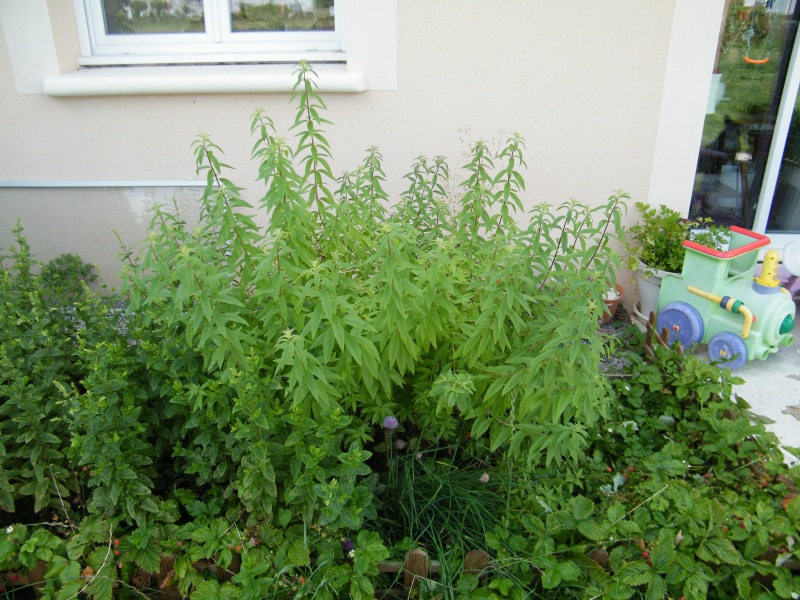 Mon jardin au commencement! - Page 2 Dscf7319