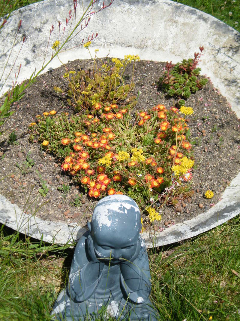 Mon jardin au commencement! - Page 2 Dscf7331