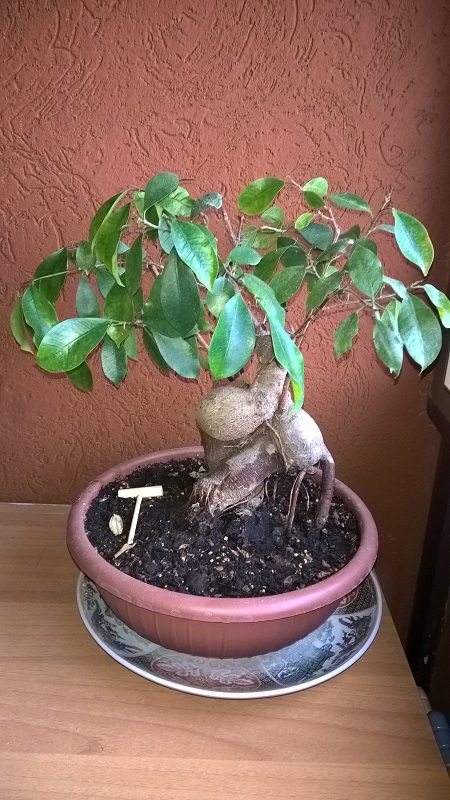 ficus - Ficus Ginseng - Pagina 4 Wp_20110