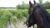 Balade en calèche le 25/08/2016 Cheval17