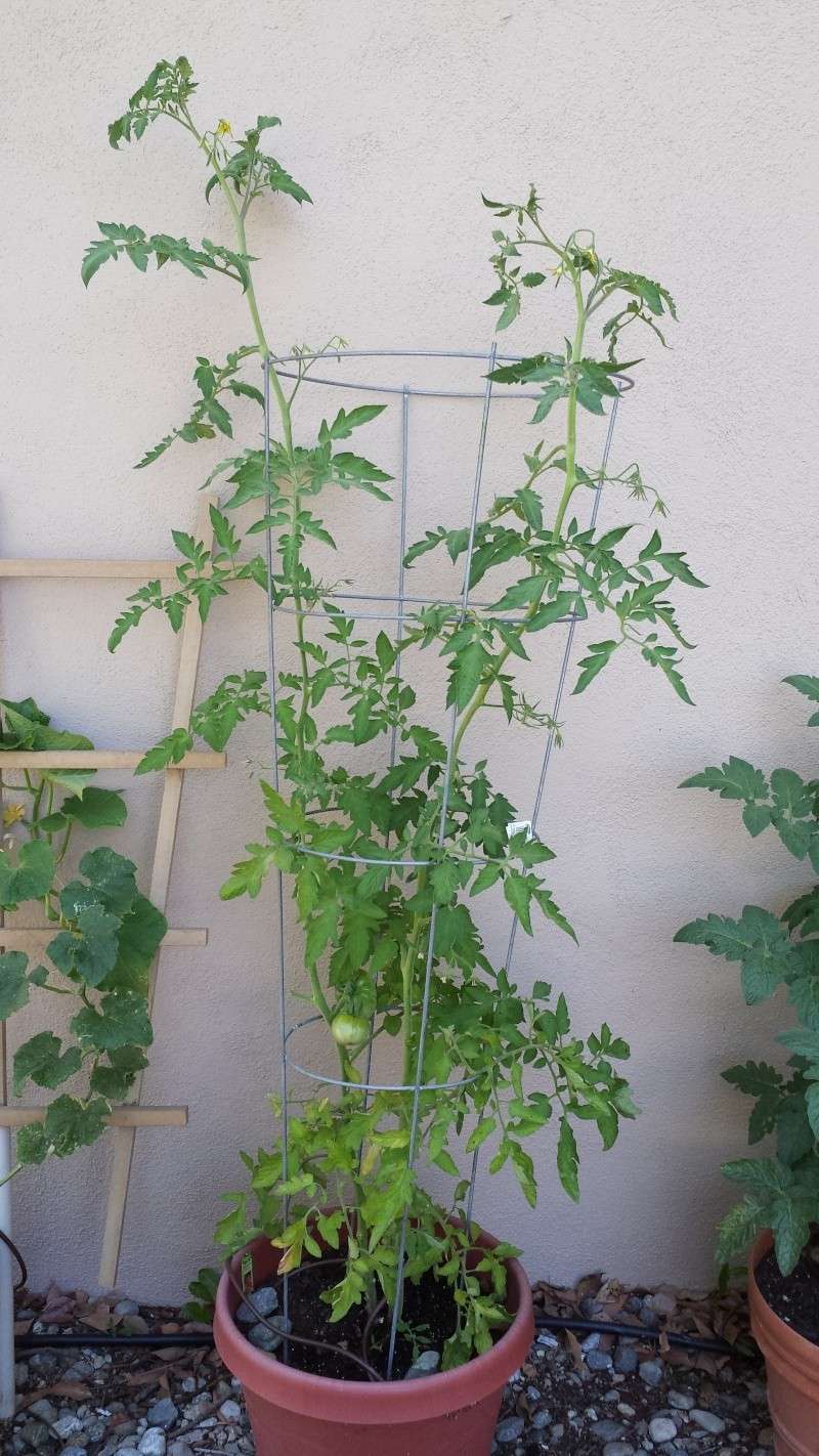 Tomato not setting fruit? Tomato10