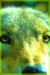 Profilbilder Wolf_l10