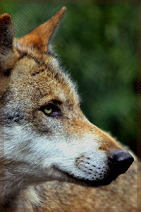 Profilbilder Wolf_l11