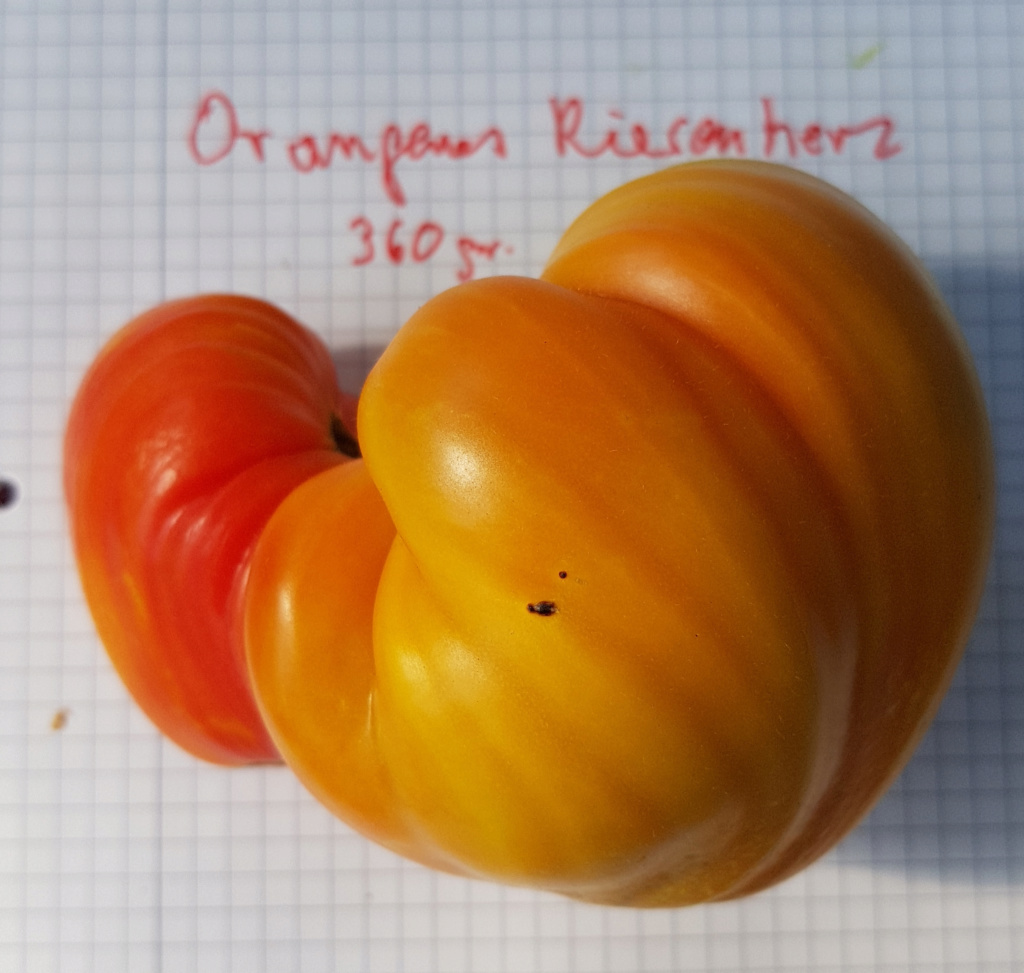 Solanaceae - Tomaten & Chili, aber auch Petunien und andere Schönheiten ;) - Seite 63 20180829