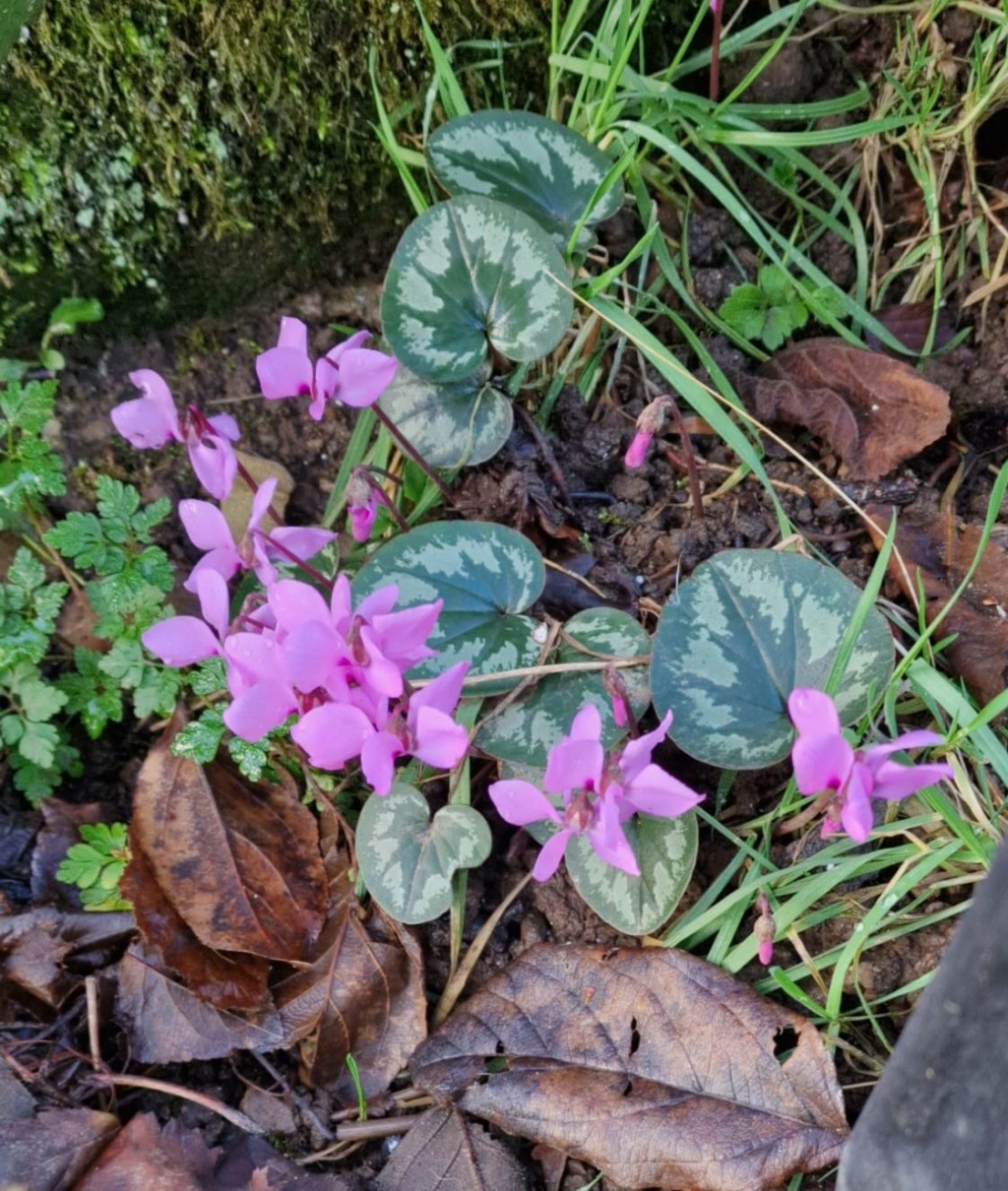 Cyclamen - Seite 27 42c91e10