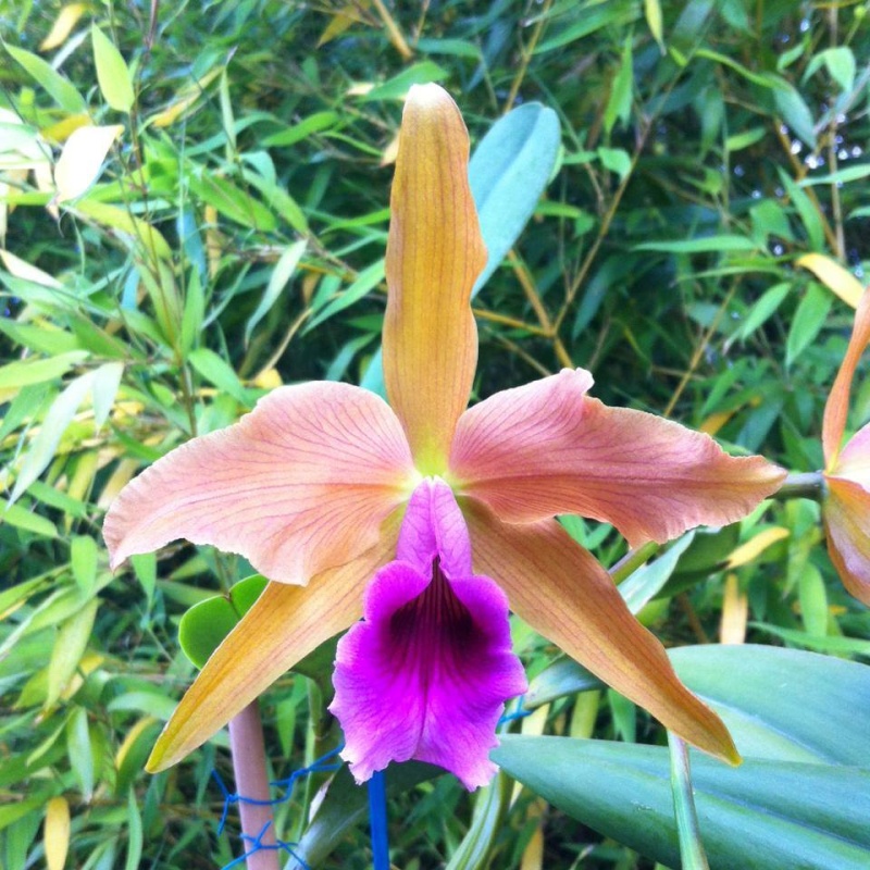 Cattleya (Laelia) tenebrosa 'Chamarel' 13512210