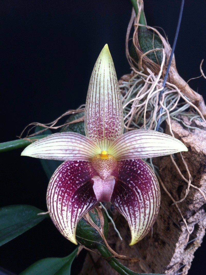 Bulbophyllum facetum Photo610