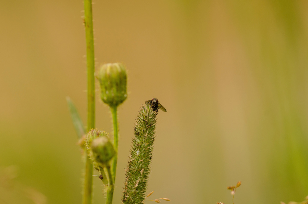 Insecte Dsc_0014