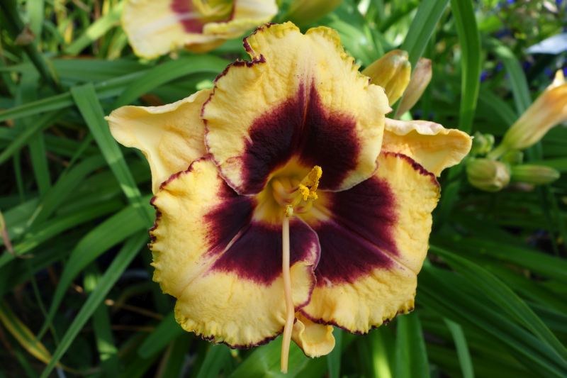 Hemerocallis - Taglilien - Schönheiten im Juni und Juli - Seite 6 Dsc04119