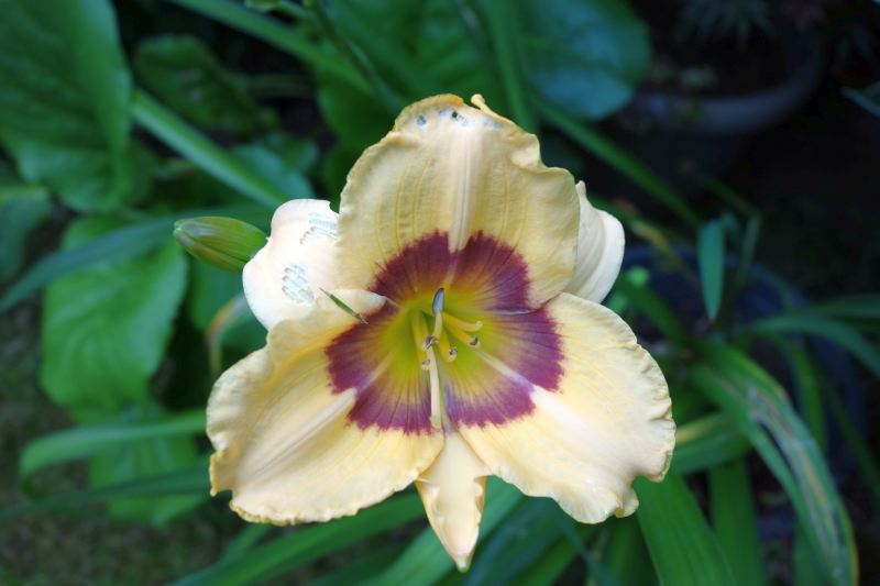 Hemerocallis - Taglilien - Schönheiten im Juni und Juli - Seite 6 Dsc04122