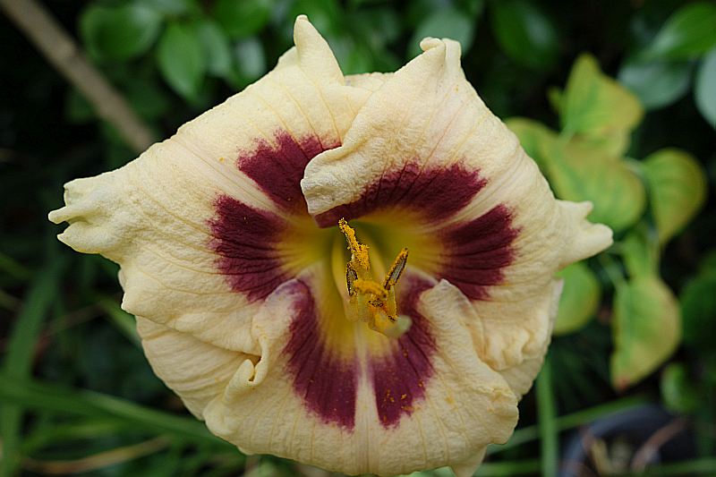 Hemerocallis - Taglilien - Schönheiten im Juni und Juli - Seite 7 Dsc04215