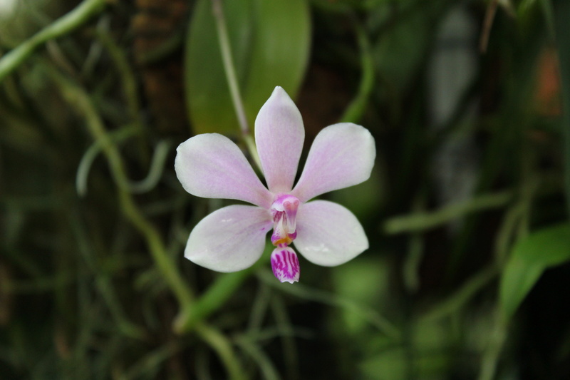 Phalaenopsis Reine De Coeur Img_7010
