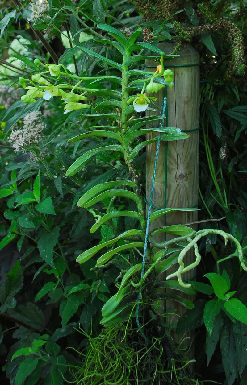 Vanda (christensonia) vietnamica Dsc_4215