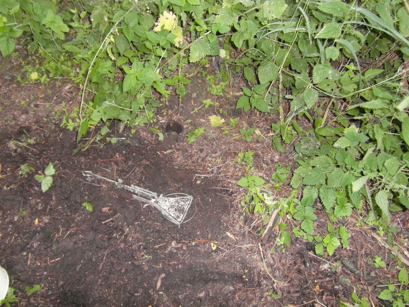 Un renard fait des navettes à l'entrée de mon petit bois Dirt__10